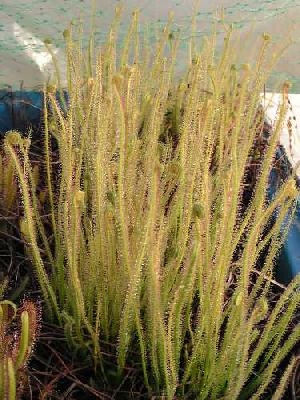 Drosera filiformis