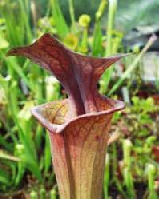 Sarracenia flava var. atropurpurea