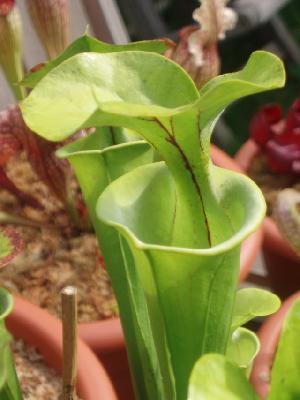 Sarracenia flava