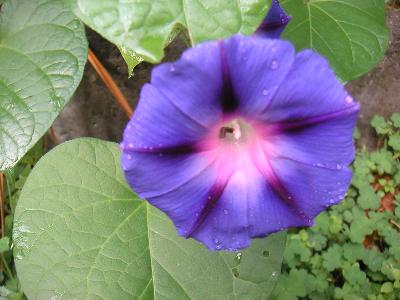 Ipomoea purpurea