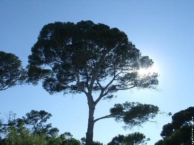 Pinus pinea