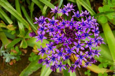 Scilla peruviana,Oncostema peruviana