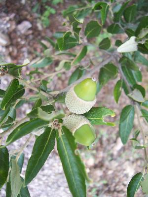 Quercus ilex