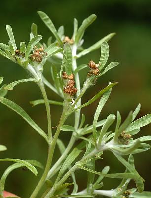 Gnaphalium uliginosum