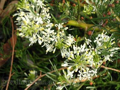 Grevillea curviloba