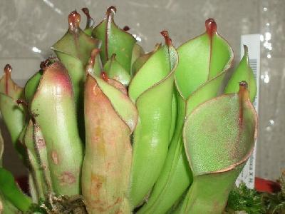 Heliamphora heterodoxa x minor