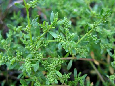 Herniaria glabra