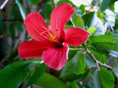 Hibiscus liliiflorus