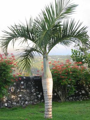 Hyophorbe verschaffeltii