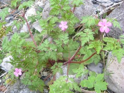 Geranium robertianum