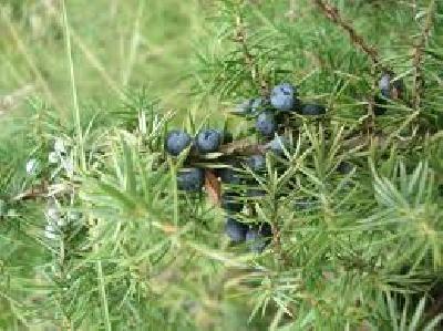 Juniperus communis