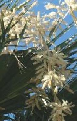 Washingtonia filifera