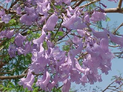 Jacaranda mimosifolia