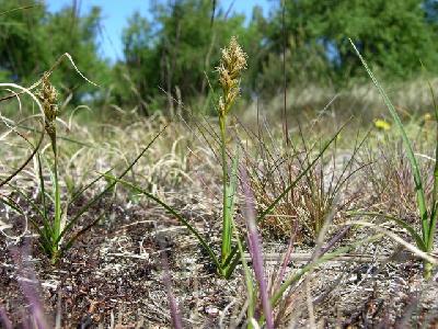 Carex arenaria