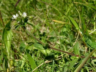 Cerastium fontanum