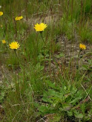 Hypochaeris radicata
