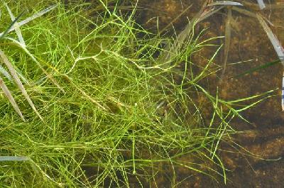 Isolepis fluitans / Scirpus fluitans