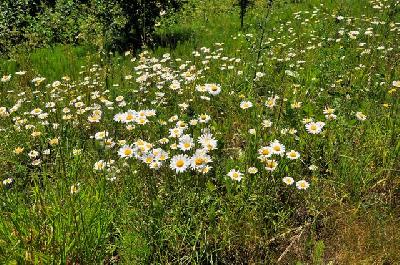 Leucanthemum vulgare