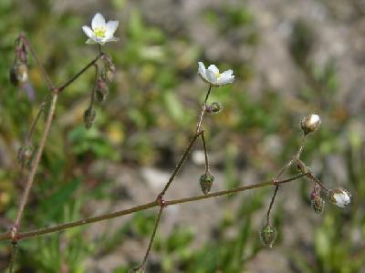 Spergula arvensis