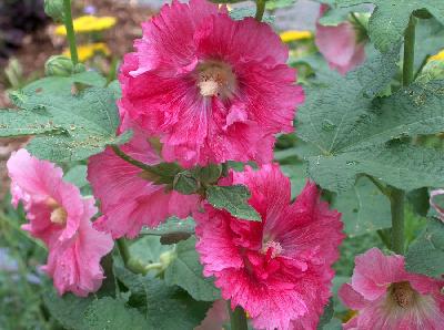 Alcea rosea