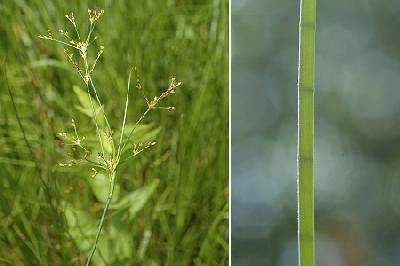 Juncus acutiflorus