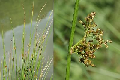 Juncus effusus