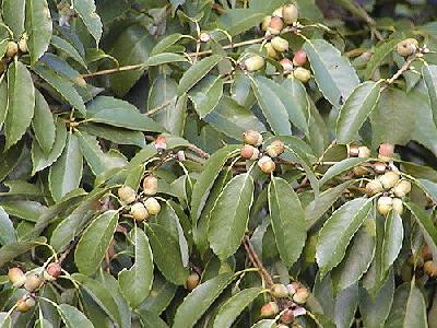 Quercus glauca