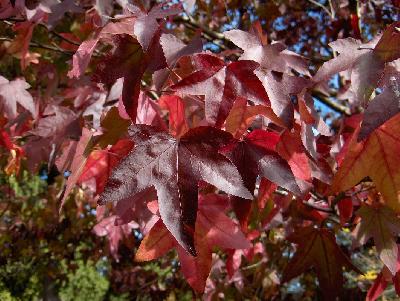Liquidambar styraciflua