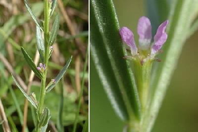 Lythrum hyssopifolia