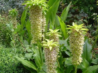 Eucomis bicolor
