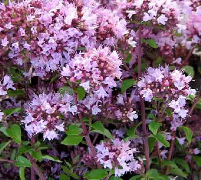 Origanum vulgare