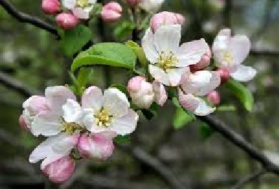 Malus sylvestris