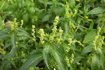 Mercurialis annua