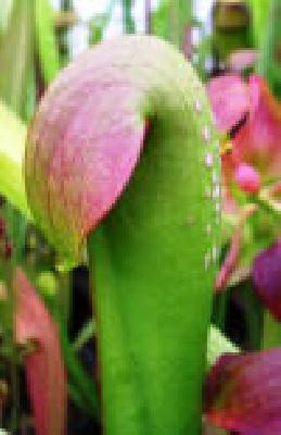 Sarracenia minor