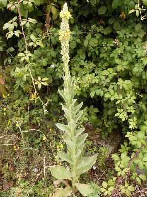 Verbascum thapsus