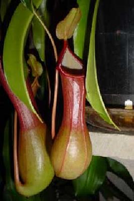 Nepenthes x ventrata