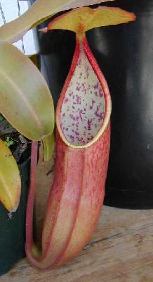 Nepenthes x sanguinea