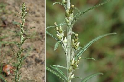 Omalotheca sylvatica