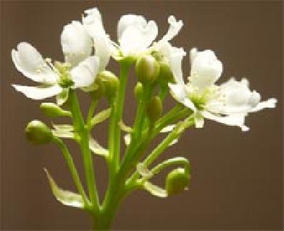 Dionaea muscipula