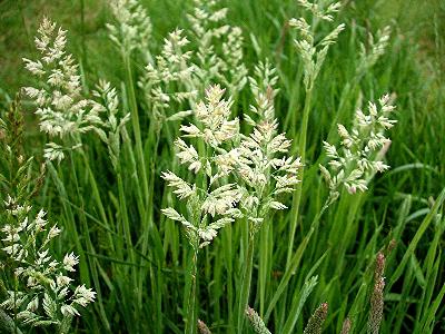Holcus lanatus