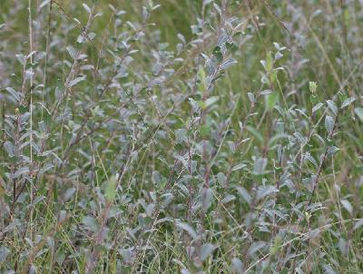 Salix repens