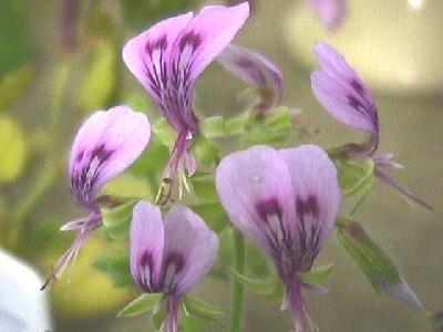 Pelargonium papilionaceum