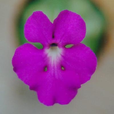 Pinguicula cyclosecta