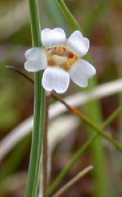 Pinguicula lusitanica