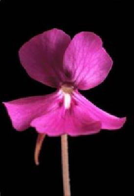 Pinguicula  'l'Hautil'