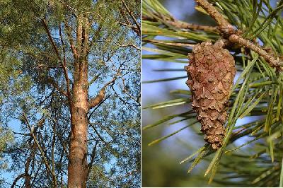 Pinus sylvestris