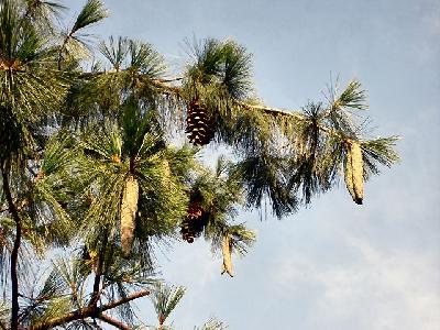 Pinus Weymouth - Pinus strobus