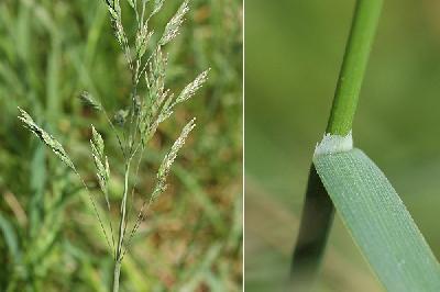 Poa pratensis