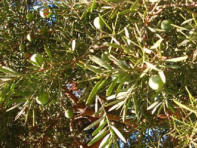 Podocarpus  falcatus