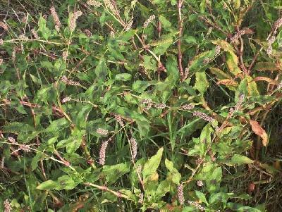 Polygonum lapathifolium